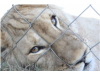  EU import ban for all  wild lion trophies from South Africa.