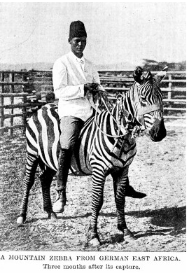 Fascinating facts about zebras, horse sickness and domestication 