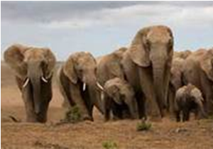 Flawed economic models will not conserve elephants