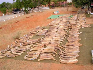 Illegal Ivory, DNA and CITES