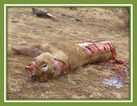 Illegal trade in lion parts