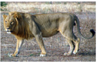Increased protection proposed for western and central African lions
