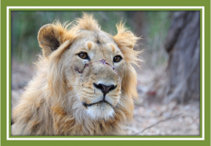 Is disease a threat to the few remaining Asiatic lions ?