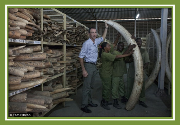 Ivory stockpiles