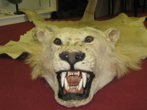 LAUNCHING CAMPAIGN - BAN THE IMPORTATION OF LION TROPHIES INTO THE UK. - NOVEMBER 2010