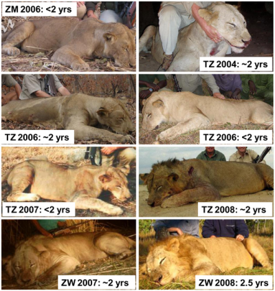 Lion hunters ignore all advice and kill young male lions?