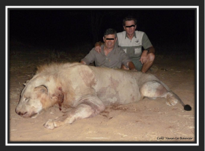 Lion trophy hunting in Mozambique strictly controlled?