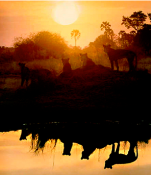 Lion trophy hunting justified by lies and distortion