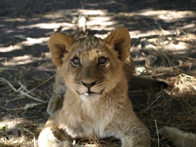 LionAid proposes 10 Point Lion Conservation Programme