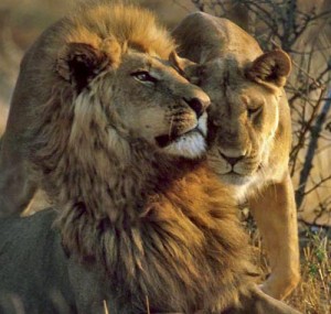 LionAid to host a Conference on the Conservation Needs and Status of African Lions