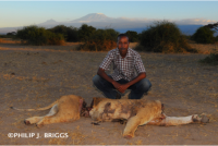 Lioness killed inside Amboseli Park, Kenya