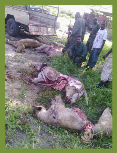 Lions killed in Tz