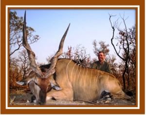Lord Derby Eland destined for South African farms to make trophy hunting easier?