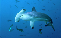 Misconceptions: What do school children aged 7-11 really think about sharks?