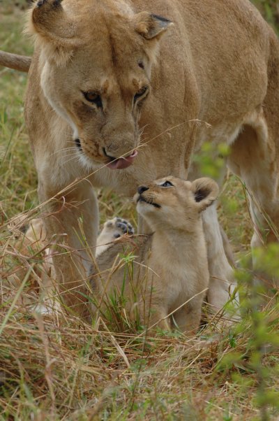 Mum and cub