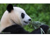 Rented Pandas and Zoos - Attraction or Distraction?