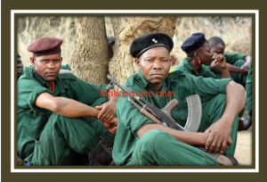 Rhino poaching in Kruger National Park - connivance, RENAMO and Marenge diamonds?