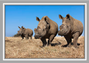 Rhino poaching in South Africa - a recipe with home-grown ingredients