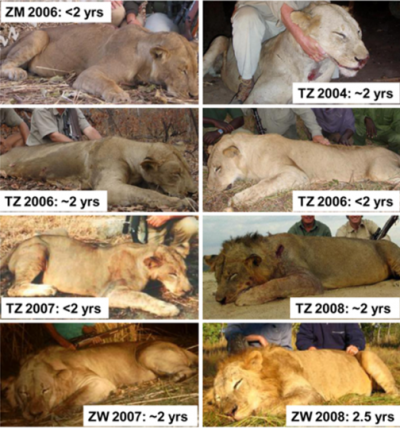 Saving Lions by Killing Them?