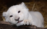 Scandalous inbreeding of white lions at Paradise Wildlife Park