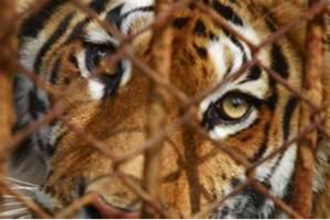 South Africa again supplies a controversial demand for wildlife products - tigers!