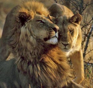 "Taking Action for African Lions"