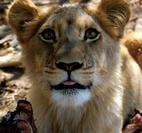 The Debate on Lion Trophy Hunting is confirmed in Parliament