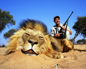 The Effects of Lion Trophy Hunting on Lion Populations