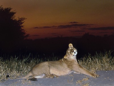  The full transcript of the Debate on "Government policy on lion trophies and the protection of lions"