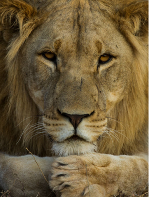 The Inkatha Freedom Party wants canned lion hunting stopped in South Africa