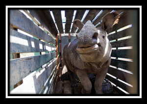 The live rhino trade from South Africa