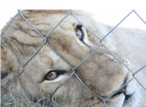 The spread of canned lion hunting?