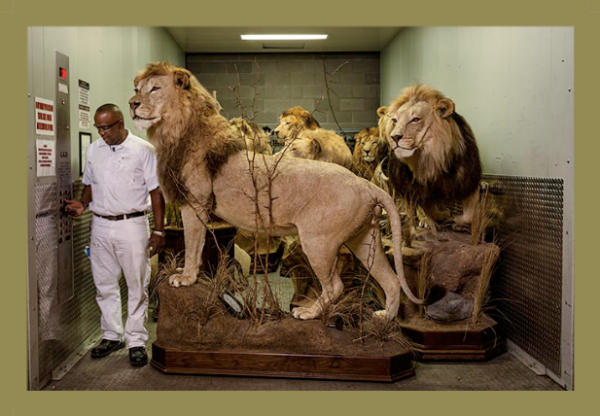 lionaid trophy lions in a freight elevator in preparation for the