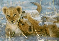 Twitter, Facebook and Ebay Auction in aid of LionAid