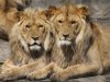 US Secretary of the Interior shockingly urges the UK not to ban the import of hunting trophies US Secretary of the Interior shockingly urges the UK not to ban the import of hunting trophies