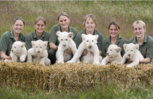 White lions, West Midland Safari Park and the Kinoshita Circus in Japan