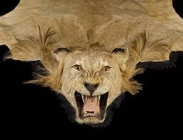 Wild lion trophy hunting in South Africa