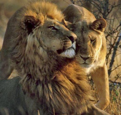  Will we only take notice of lions when the last one is gone?