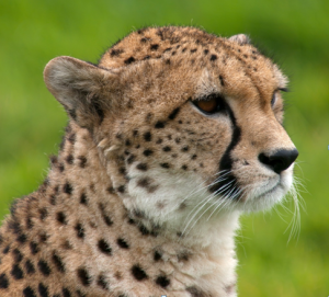 Yet more shame for South Africa - live cheetahs supplied to highly questionable destinations